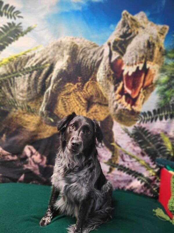 Picture of the Animal Listed